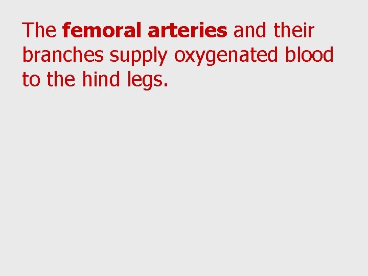 The femoral arteries and their branches supply oxygenated blood to the hind legs. 