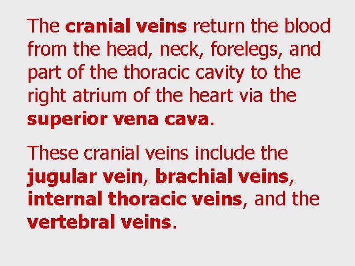 The cranial veins return the blood from the head, neck, forelegs, and part of