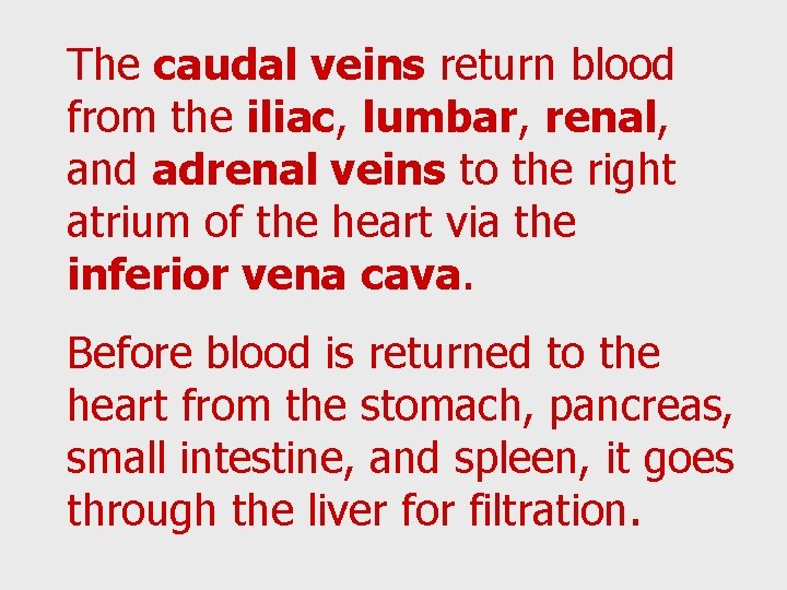 The caudal veins return blood from the iliac, lumbar, renal, and adrenal veins to