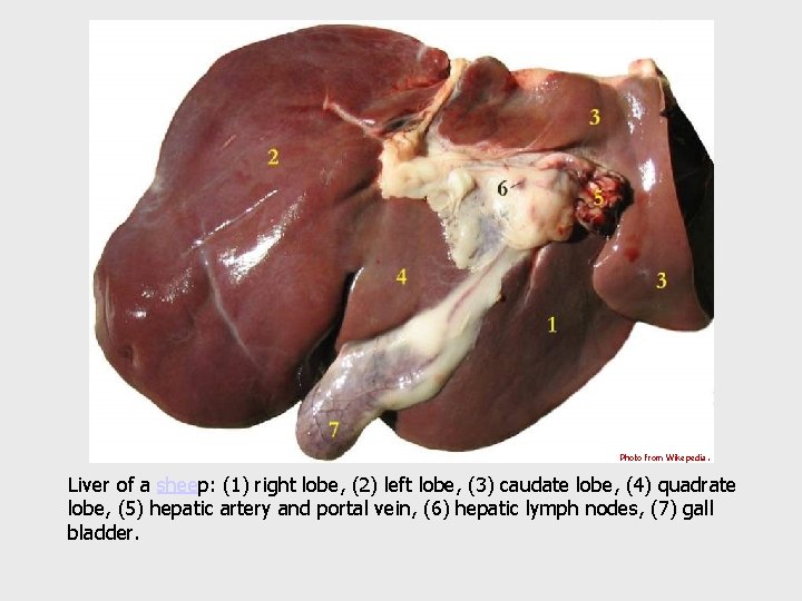 Photo from Wikepedia. Liver of a sheep: (1) right lobe, (2) left lobe, (3)