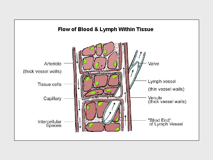 Flow of Blood & Lymph Within Tissue 