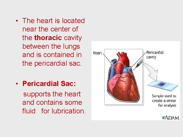  • The heart is located near the center of the thoracic cavity between