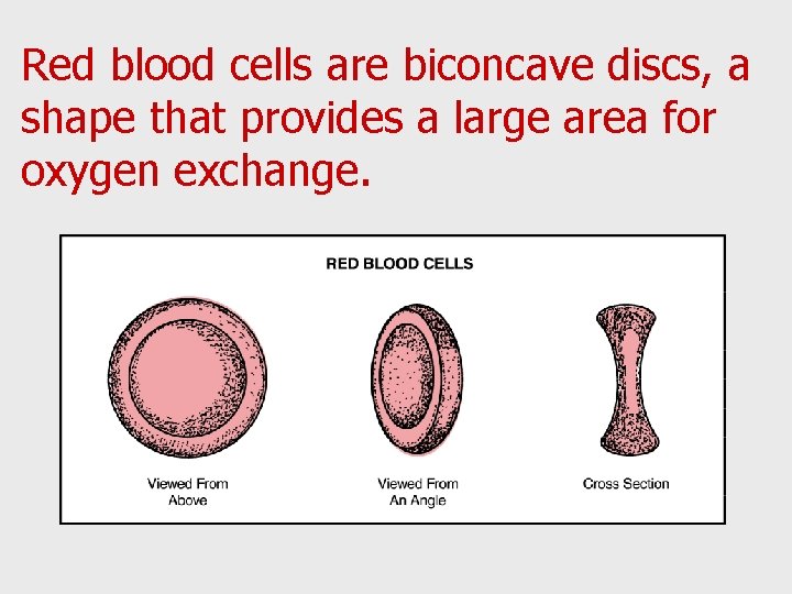 Red blood cells are biconcave discs, a shape that provides a large area for
