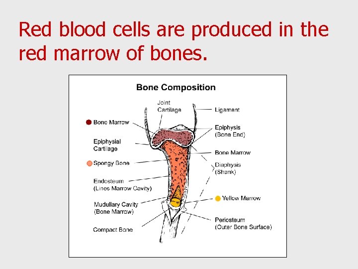 Red blood cells are produced in the red marrow of bones. 