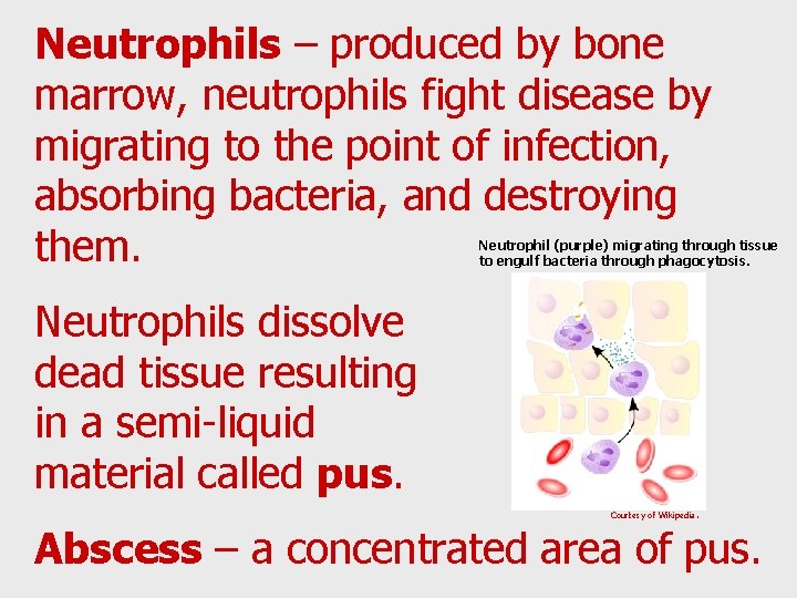 Neutrophils – produced by bone marrow, neutrophils fight disease by migrating to the point