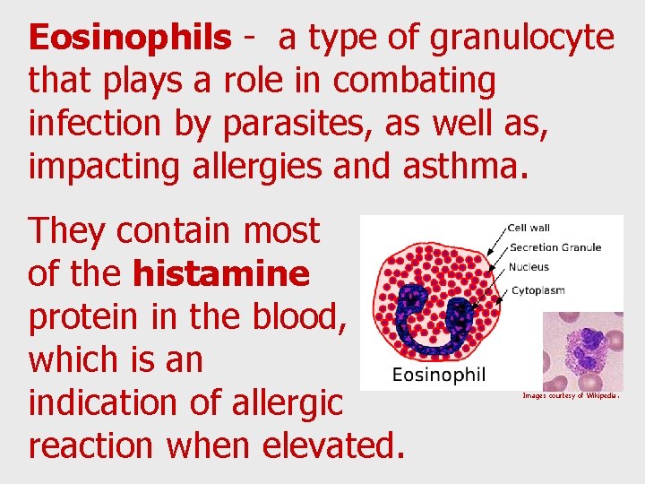 Eosinophils - a type of granulocyte that plays a role in combating infection by