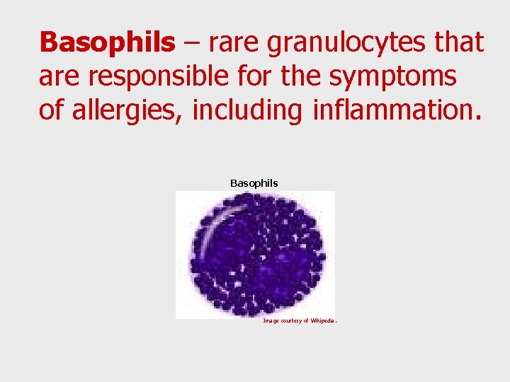 Basophils – rare granulocytes that are responsible for the symptoms of allergies, including inflammation.