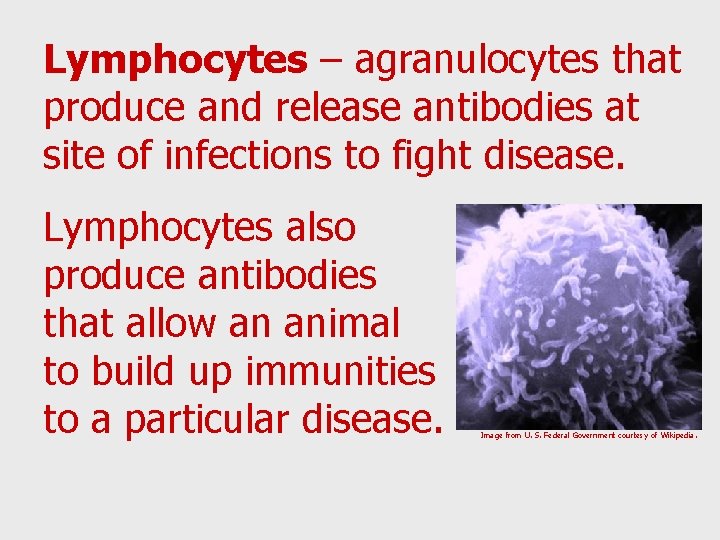 Lymphocytes – agranulocytes that produce and release antibodies at site of infections to fight