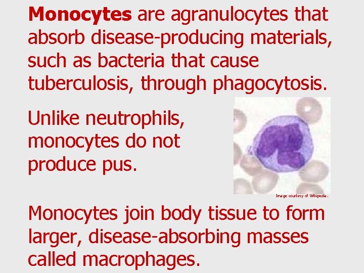 Monocytes are agranulocytes that absorb disease-producing materials, such as bacteria that cause tuberculosis, through