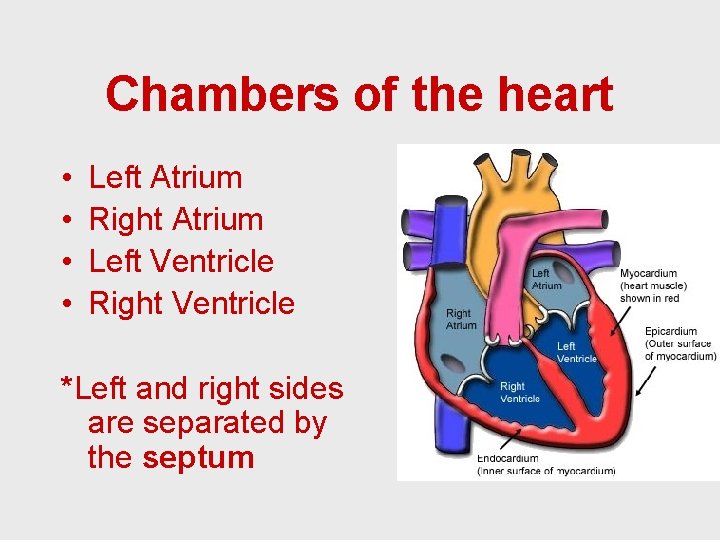 Chambers of the heart • • Left Atrium Right Atrium Left Ventricle Right Ventricle