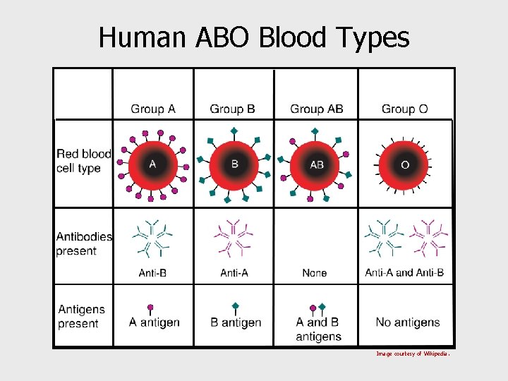 Human ABO Blood Types Image courtesy of Wikipedia. 