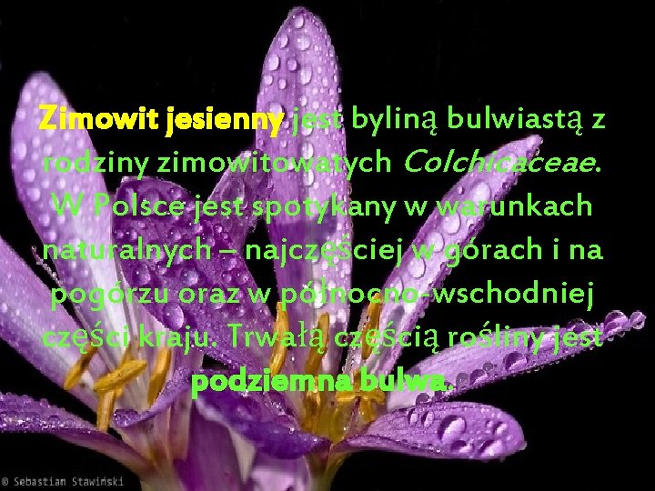 Zimowit jesienny jest byliną bulwiastą z rodziny zimowitowatych Colchicaceae. W Polsce jest spotykany w