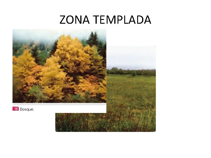 ZONA TEMPLADA 