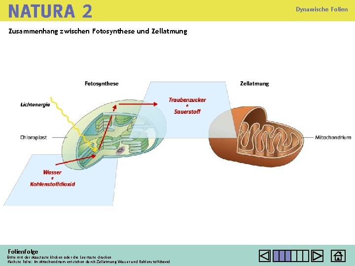 Dynamische Folien Zusammenhang zwischen Fotosynthese und Zellatmung Folienfolge Bitte mit der Maustaste klicken oder