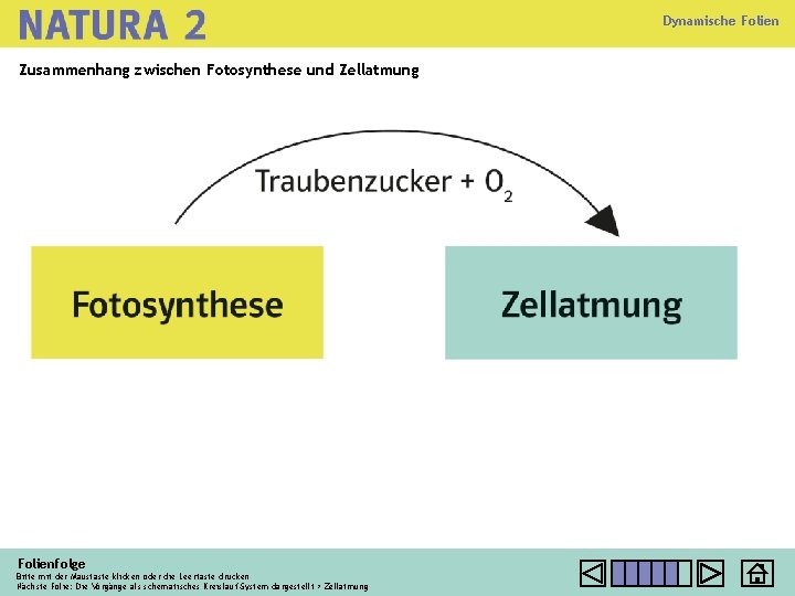 Dynamische Folien Zusammenhang zwischen Fotosynthese und Zellatmung Folienfolge Bitte mit der Maustaste klicken oder