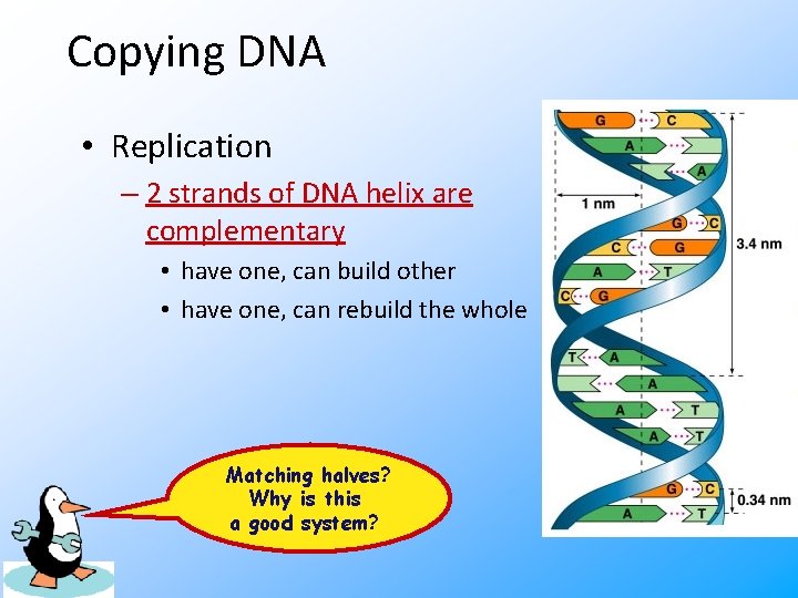 Copying DNA • Replication – 2 strands of DNA helix are complementary • have