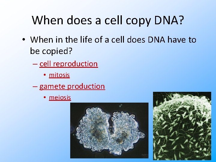 When does a cell copy DNA? • When in the life of a cell