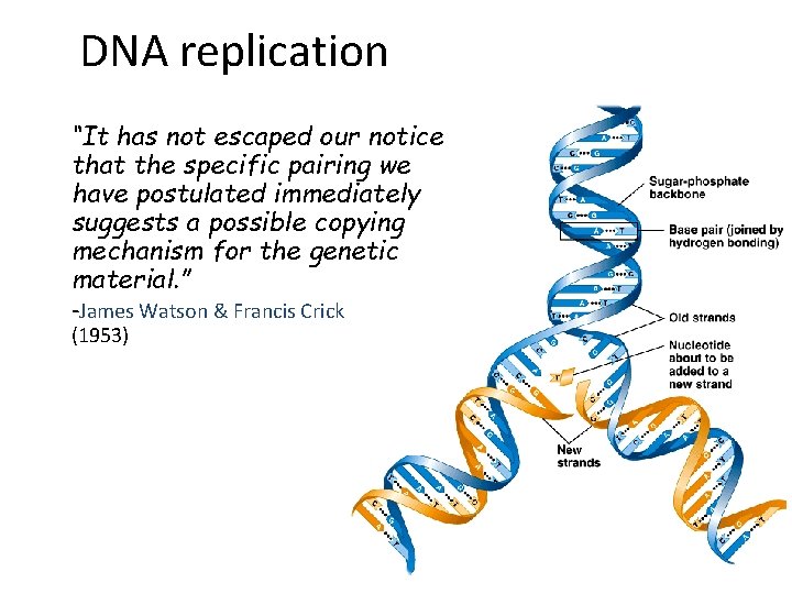 DNA replication “It has not escaped our notice that the specific pairing we have