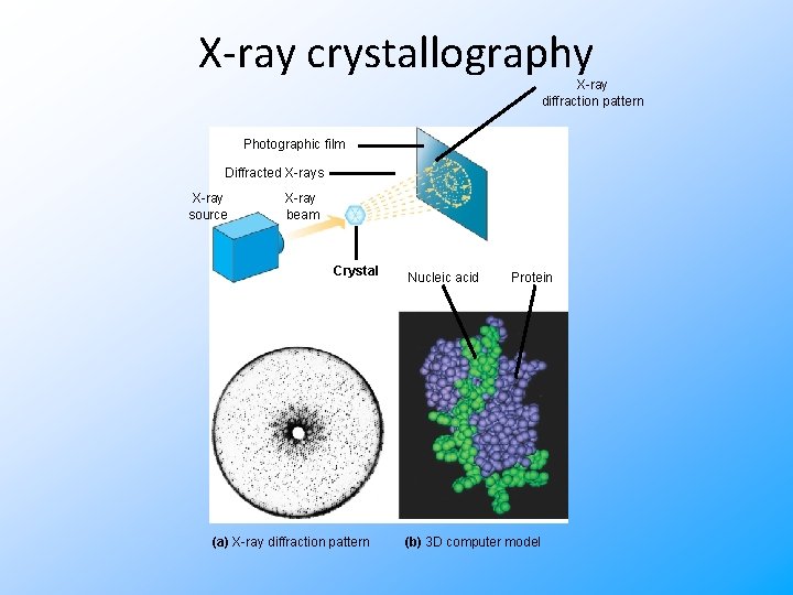 X-ray crystallography X-ray diffraction pattern Photographic film Diffracted X-rays X-ray source X-ray beam Crystal