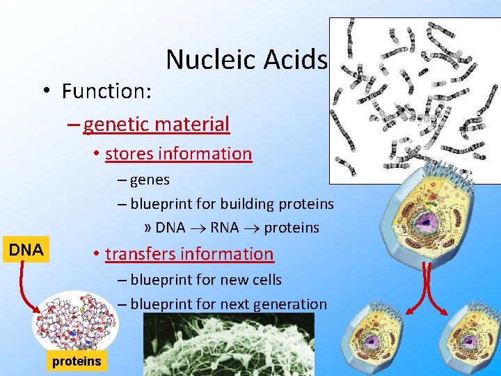  • Function: Nucleic Acids – genetic material • stores information – genes –