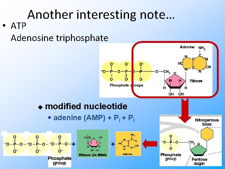 Another interesting note… • ATP Adenosine triphosphate u modified nucleotide § adenine (AMP) +