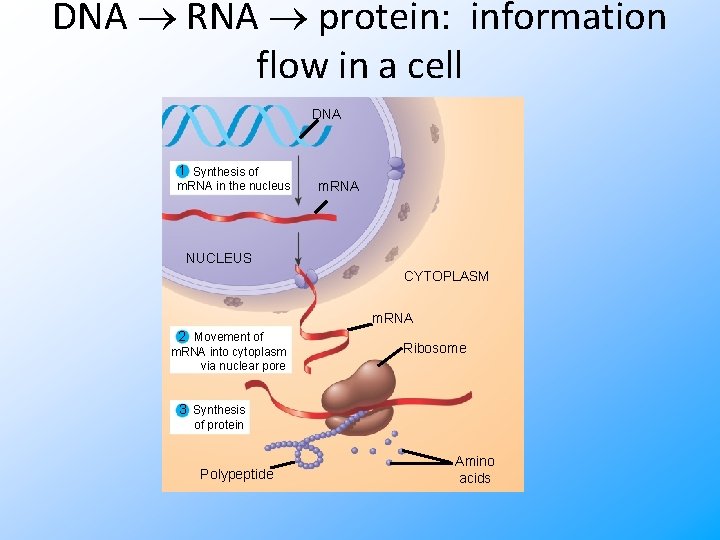 DNA RNA protein: information flow in a cell DNA 1 Synthesis of m. RNA