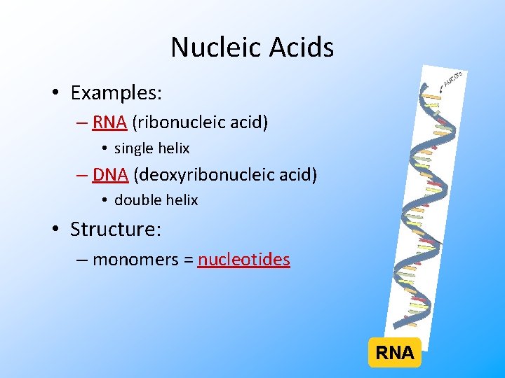 Nucleic Acids • Examples: – RNA (ribonucleic acid) • single helix – DNA (deoxyribonucleic