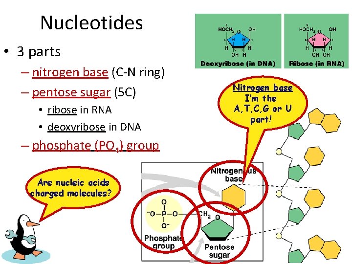 Nucleotides • 3 parts – nitrogen base (C-N ring) – pentose sugar (5 C)