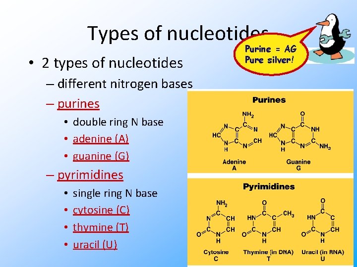 Types of nucleotides • 2 types of nucleotides – different nitrogen bases – purines