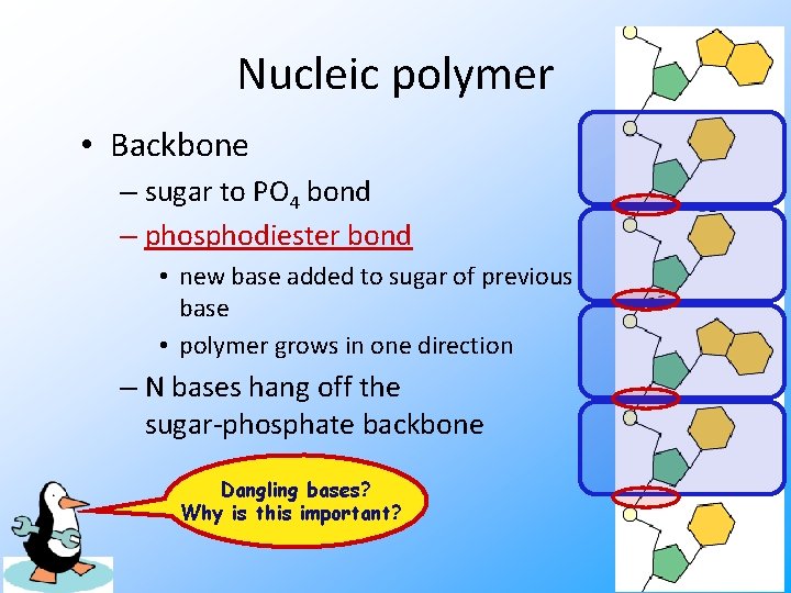 Nucleic polymer • Backbone – sugar to PO 4 bond – phosphodiester bond •