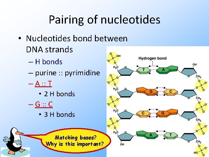 Pairing of nucleotides • Nucleotides bond between DNA strands – H bonds – purine