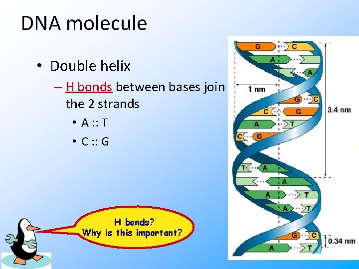 DNA molecule • Double helix – H bonds between bases join the 2 strands