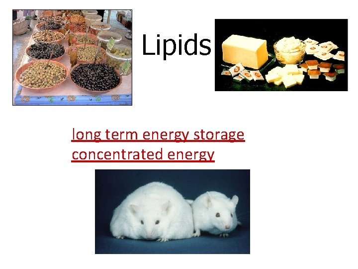 Lipids long term energy storage concentrated energy 