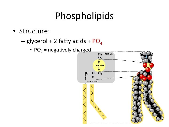Phospholipids • Structure: – glycerol + 2 fatty acids + PO 4 • PO