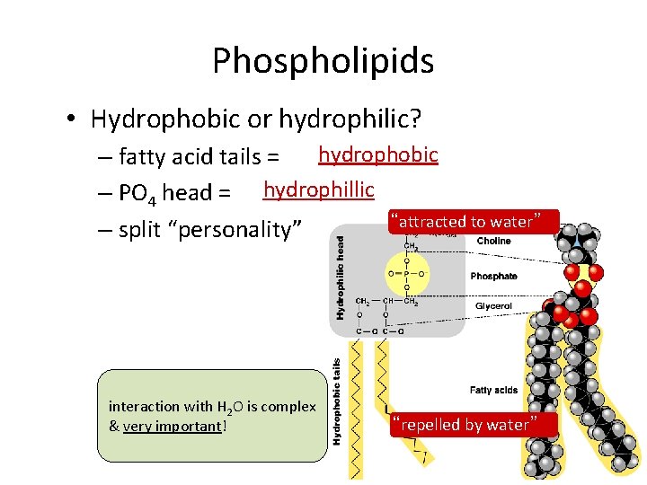 Phospholipids • Hydrophobic or hydrophilic? hydrophobic – fatty acid tails = – PO 4