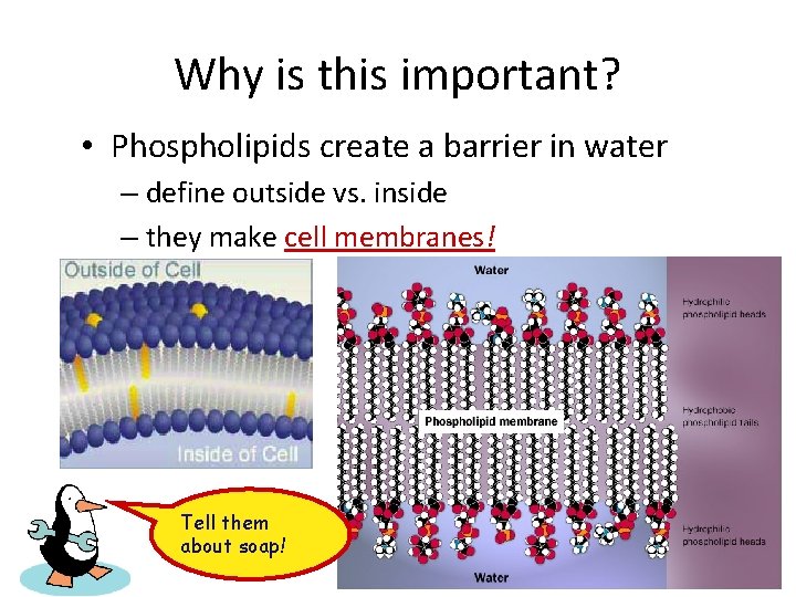 Why is this important? • Phospholipids create a barrier in water – define outside