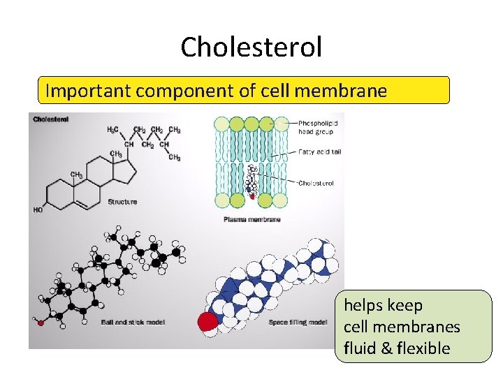 Cholesterol Important component of cell membrane helps keep cell membranes fluid & flexible 