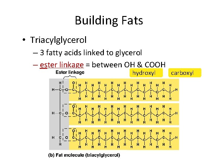 Building Fats • Triacylglycerol – 3 fatty acids linked to glycerol – ester linkage