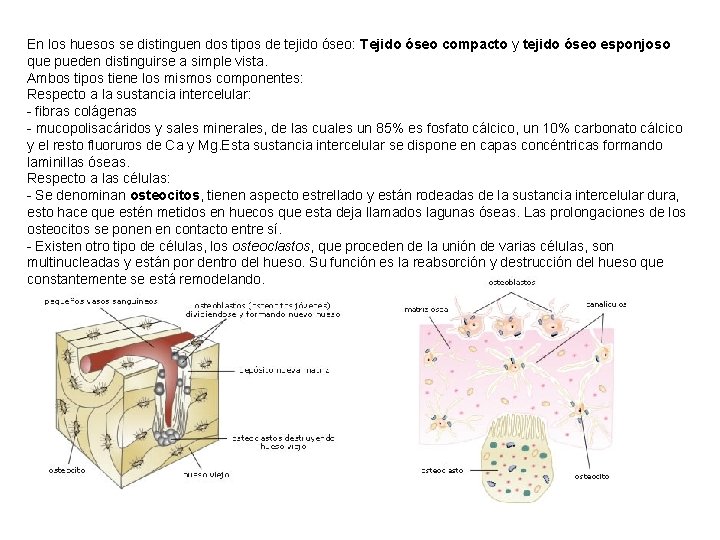 En los huesos se distinguen dos tipos de tejido óseo: Tejido óseo compacto y