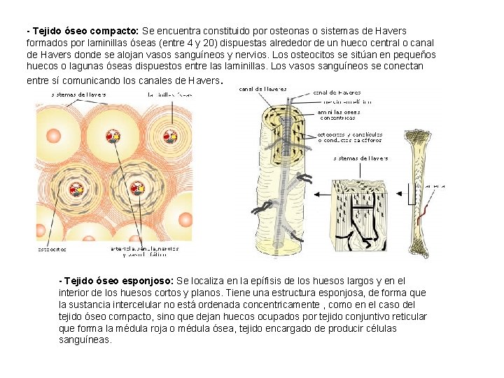- Tejido óseo compacto: Se encuentra constituido por osteonas o sistemas de Havers formados