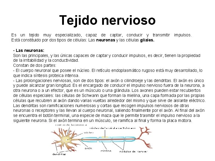 Tejido nervioso Es un tejido muy especializado, capaz de captar, conducir y transmitir impulsos.