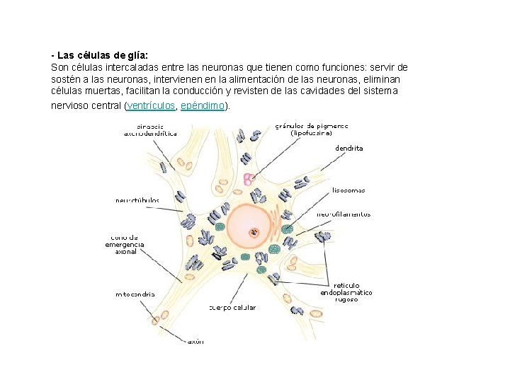 - Las células de glía: Son células intercaladas entre las neuronas que tienen como