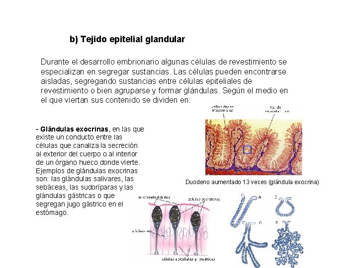 b) Tejido epitelial glandular Durante el desarrollo embrionario algunas células de revestimiento se especializan