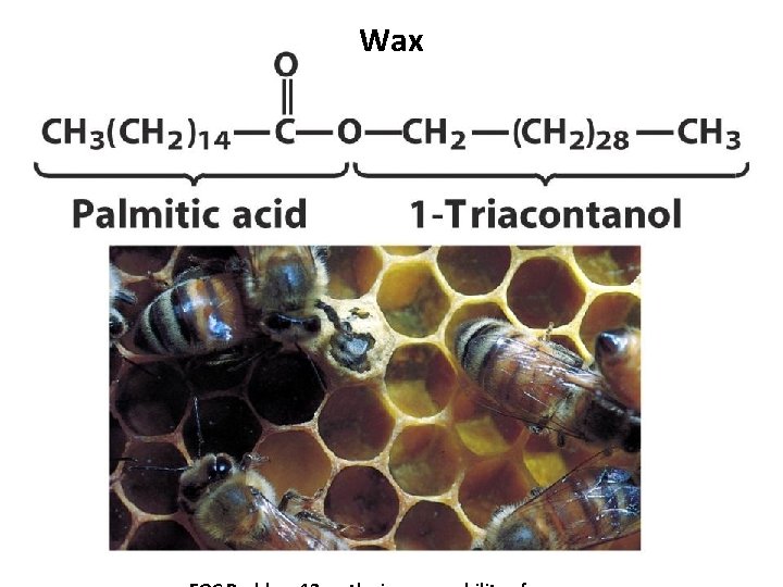 Wax Wax