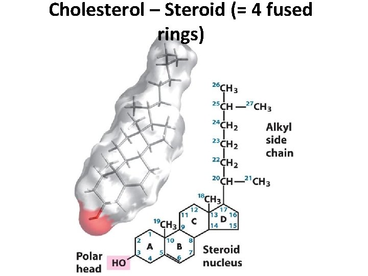 Cholesterol – Steroid (= 4 fused rings) Cholesterol – Steroid (= 4 fused rings)