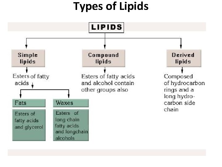 Types of Lipids • Types of Lipids •