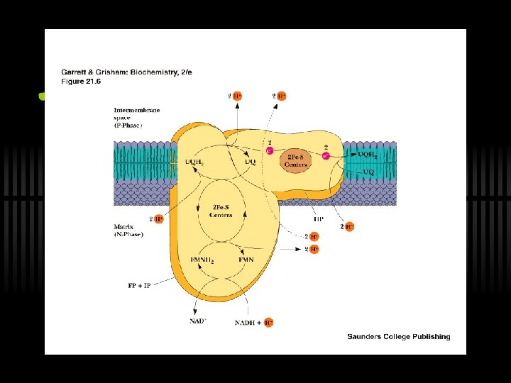 Oxidative Phosphorylation Via the Electron Transport Chain Outline