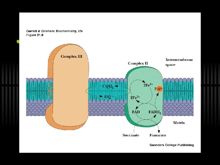 Oxidative Phosphorylation Via the Electron Transport Chain Outline