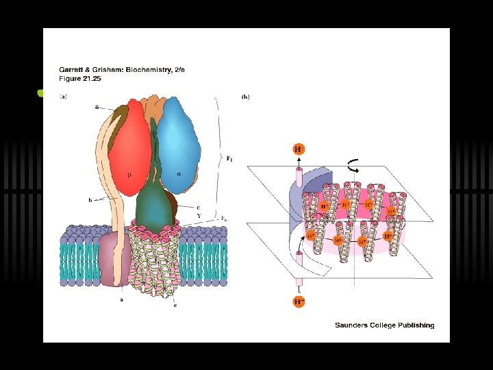 Oxidative Phosphorylation Via the Electron Transport Chain Outline