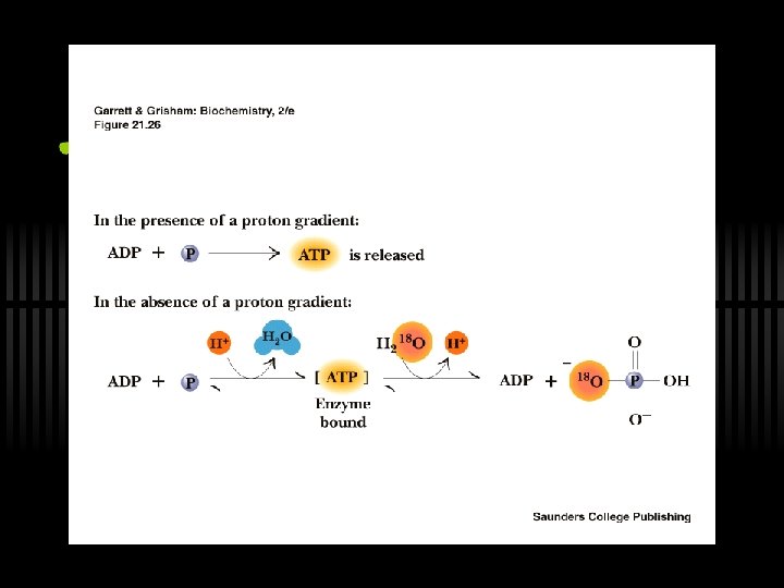 Oxidative Phosphorylation Via the Electron Transport Chain Outline